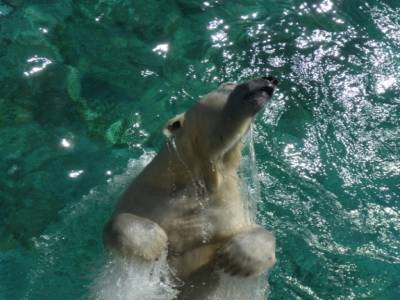 Sea World, ils ont aussi des ours polaires fous en Australie