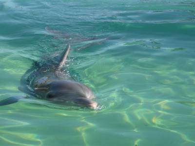 Sea World