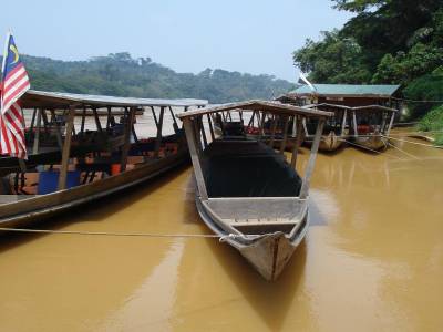 Immersion dans la jungle, terrible jungle...