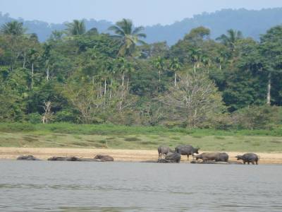 Immersion dans la jungle, terrible jungle...