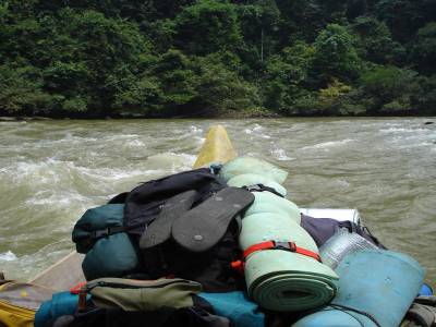 Immersion dans la jungle, terrible jungle...