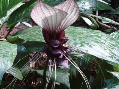 Immersion dans la jungle, terrible jungle...