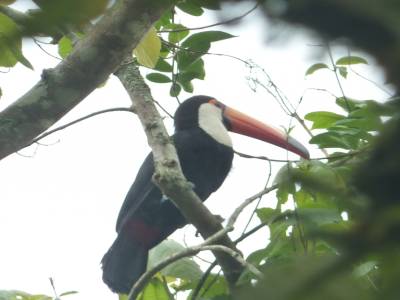 Grand toucan