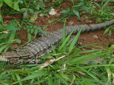 Un des lezards geants qui squattent partout dans la jungle du coin