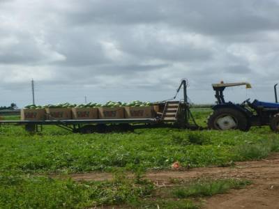 tracteur de pastèques