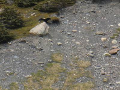 Puerto Natales : Le parc Torres Del Paine, mon premier condor