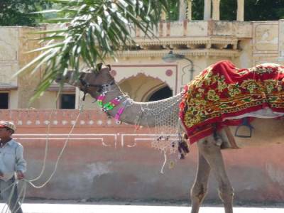 Bienvenue chez les Rajasthanis