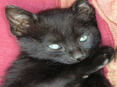 Mascotte de l hotel ou j ai hebergé quelques nuits a El Calafaté