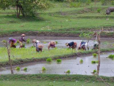 la campagne de lombok