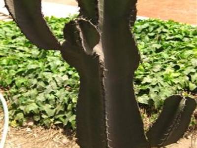 un cactus pour les incultes