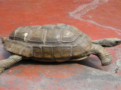 L'une des tortues de notre auberge Hostel Espana