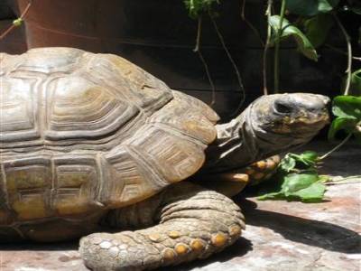 L'une des tortues de notre auberge Hostel Espana