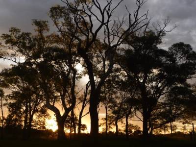 arbres