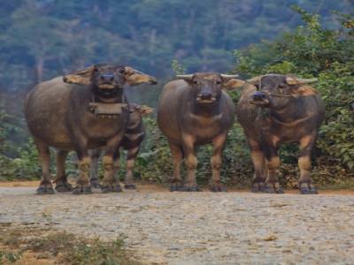 Bac Ha, dans les montagnes du nord