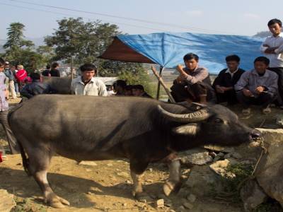 Bac Ha, dans les montagnes du nord