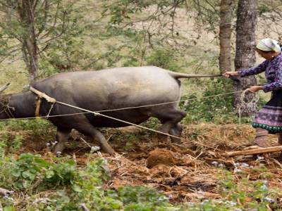 Bac Ha, dans les montagnes du nord