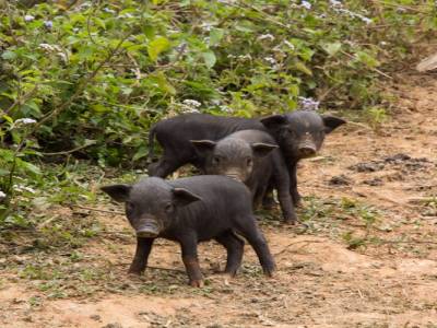 Bac Ha, dans les montagnes du nord