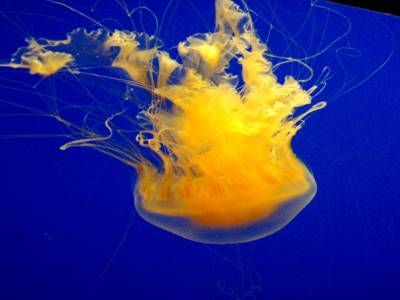 L'aquarium de Monterey
