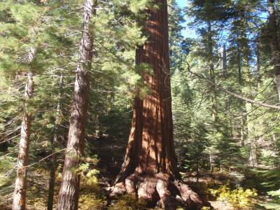 Les sequoias géants