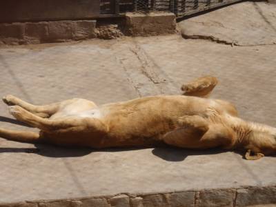 Lionne en mode bronzette