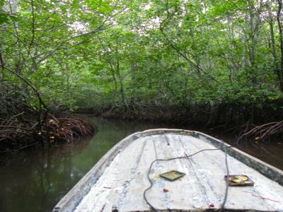 Mangrove
