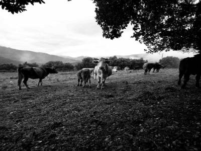 Champs des vaches du neveu de Ange.