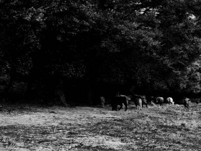 Ange et les animaux.