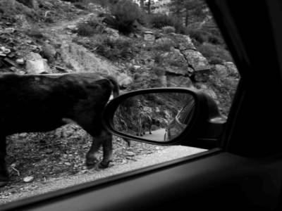 Vache en divagation
