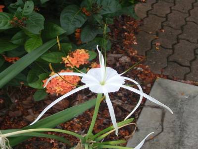 Fleur