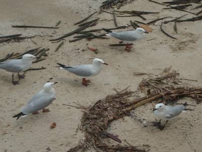 Cairns