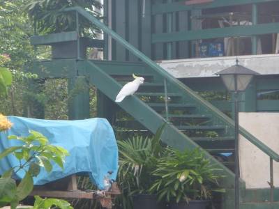 Un jardin Australien...