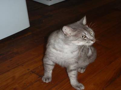 Un Minou Australien...