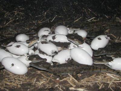 Crododiles sortant de l'oeuf