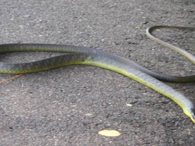 Snake!