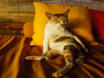 notre pote le chat, qui passait ses journees dans notre bungalow!