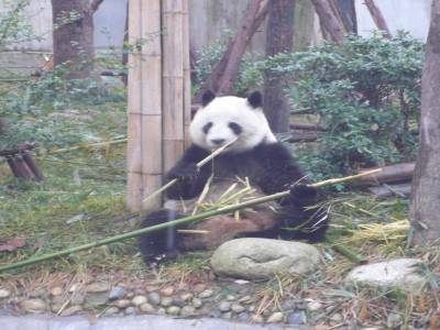 A Chengdu, il y a des pandas