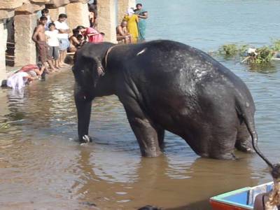 Le bain de l elephante du temple a 8h30 du mat'