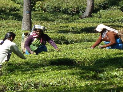 Balade autour de Ooty