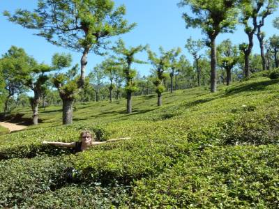 dans les plantations de the