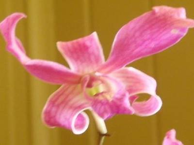 fleur