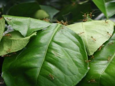 Fourmis