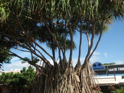 Arbre