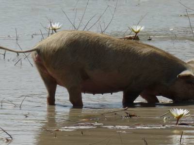 Jolie fleur et tête de cochon...