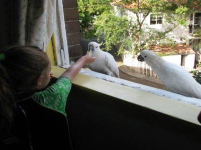 Nourrir les cacatoès