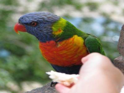 Un loriquet arc-en-ciel