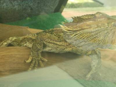 Un gros lezard 
