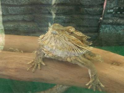 Un gros lezard