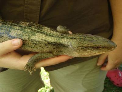 Un autre gros lezard