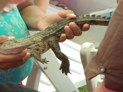 bebe crocodile