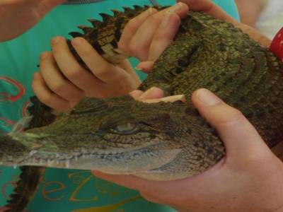 moyen crocodile